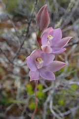Thelymitra