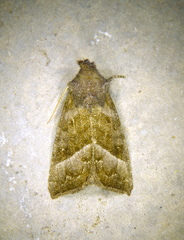 Papaipema eupatorii