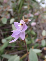 Thelymitra