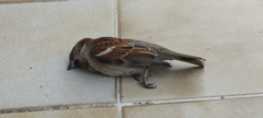 Passer domesticus