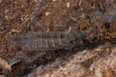 Porcellionides sexfasciatus
