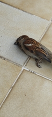 Passer domesticus