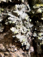 Phaeophyscia pusilloides