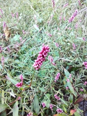 Persicaria longiseta