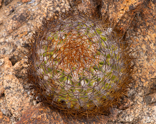 Eriosyce rodentiophila
