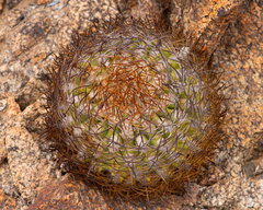 Eriosyce rodentiophila
