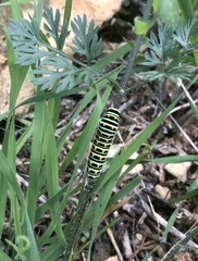 Papilio machaon