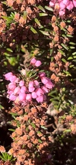 Erica