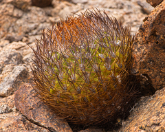 Eriosyce rodentiophila