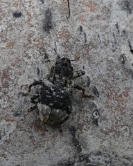 Cryptorhynchus lapathi