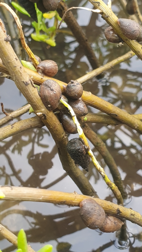 Melampus tabogensis