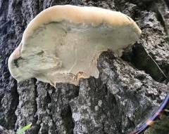 Ganoderma resinaceum