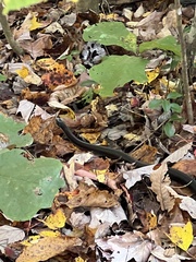 Pantherophis alleghaniensis