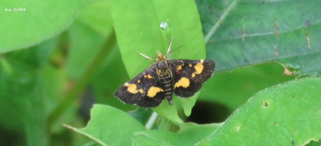 Pyrausta mutuurai