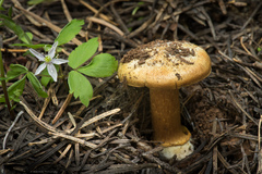 Cortinarius parkeri
