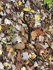 Pantherophis alleghaniensis