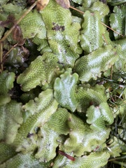 Conocephalum conicum