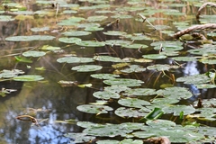 Nuphar lutea