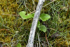 Parnassia fimbriata