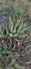 Agave deserti