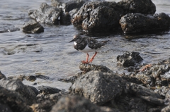 Arenaria interpres interpres