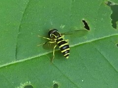 Xanthogramma flavipes