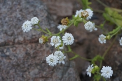 Leucheria cumingii