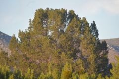 Pinus quadrifolia