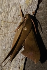 Xylophanes hannemanni