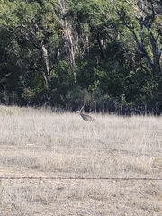 Meleagris gallopavo intermedia