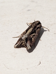 Spodoptera dolichos
