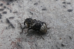 Cryptorhynchus lapathi