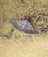 Frederickia nigricomma