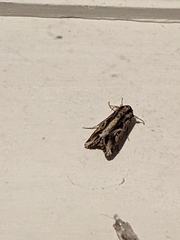 Spodoptera dolichos