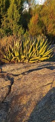 Agave deserti