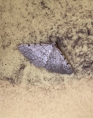 Frederickia nigricomma