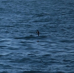 Hydrobates pelagicus