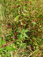 Lopezia racemosa