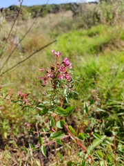 Lopezia racemosa