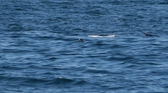 Hydrobates pelagicus