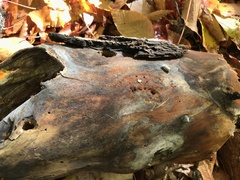 Hydropisphaera peziza