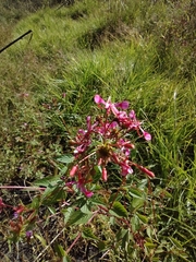 Lopezia racemosa