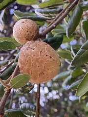 Amphibolips quercuspomiformis