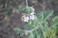 Glandularia gooddingii