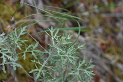 Artemisia michauxiana