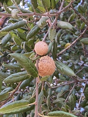 Amphibolips quercuspomiformis