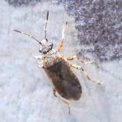 Pentatomomorpha
