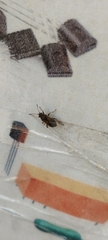 Pentatomomorpha