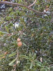 Amphibolips quercuspomiformis