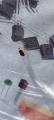 Pentatomomorpha